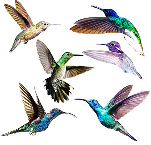 Quotidian Products Hummingbird Window Clings-Anti Collision Decal to Prevent Bird Strikes on Doors & Windows Static,UV Resistant & Non Adhesive Vinyl Cling-Deterrent Decal & Glass Decor to Alert Birds