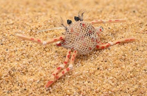 Flexo Crab Fly - Perfect for Permit, Bonefish & Redfish Choose from Tan, Olive or Assorted (3ct Tan #2 Hook)