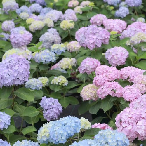 ortensia - semi esotici tagliati perenni resistenti giardino del balcone giardino selvaggio selvaggio, 250pcs