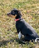 lionto Hundehalsband aus strapazierfähigem Nylon, Größe XS, weiches gepolstertes Halsband für Hunde, 360° reflektierend & Klickverschluss, Metallring & Anpassung durch stufenlosen Schieber, rot