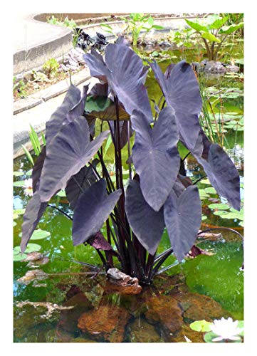 Blumenzwiebel - Coco-Yam/Elefantenohr /" Black Magic" / 1 Knolle (Colocasia  esculenta) : Amazon.de: Garten
