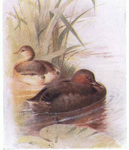 Carteles Tuffetto Archibald Thorburn para cubrir paredes vacías grandes