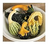 David's Garden Seeds Gourd Autumn Wings Blend 7521 (Multi) 25 Non-GMO, Open Pollinated Seeds