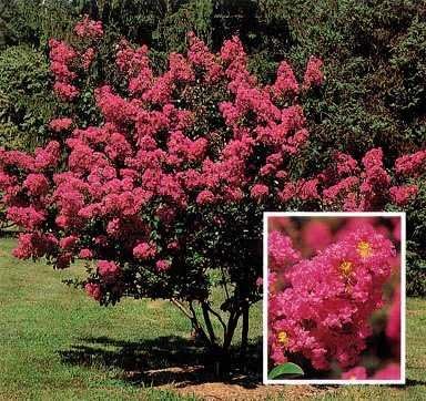 CRAPE MYRTLE BUSH 100 SEEDS