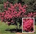 CRAPE MYRTLE BUSH 50 SEEDS