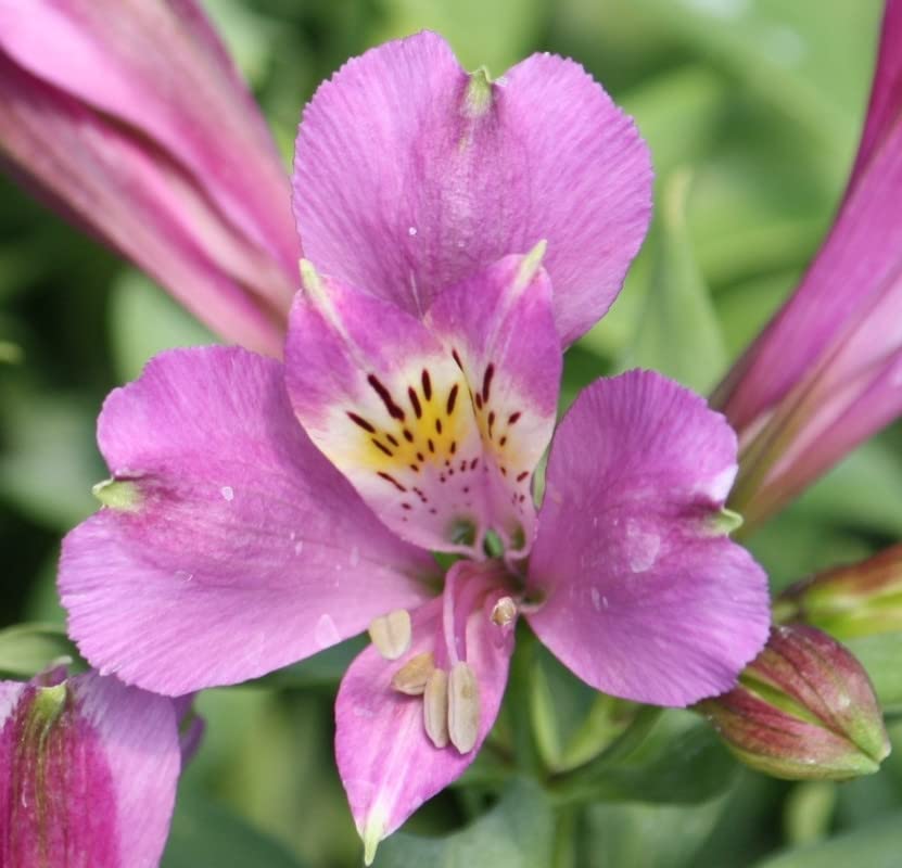 FernsFly® Imported Alstroemeria Peruvian Lily Perennial Aromatic Summer Flower Tuberou Bulbs for Home Pot Land Gardening Blooming Planting (Pack of 1 Lake Alstroemeria) (B09V83G8P6) Amazon Price History, Amazon Price Tracker