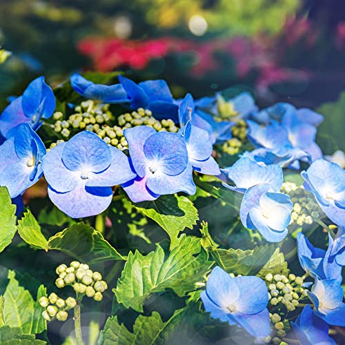 Hydrangea macrophylla 'Blaumeise' Teller Blue' Deciduous Hardy Shrub Lacecap Blue Blooms RHS AGM Easy to Grow Flowers 1 x 3.6-Litre Potted Plant by Thompson and Morgan