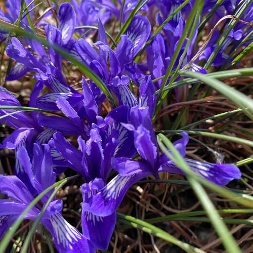 Comprar bulbos de iris, semillas de bonsái Bulbos de iris, plantas para lugares soleados plantas de jardín de rocas flores decorativas regalos para jardineros plantando lirios regalos 15pcs