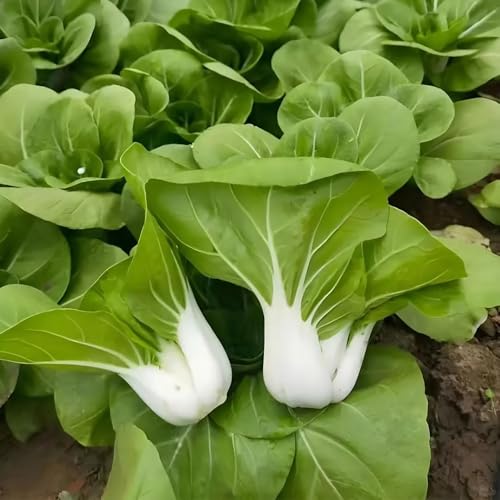 Semillas de pak choi resistentes jardín de rocas balcón, resistentes al invierno para balcones jardin balcon 300pcs