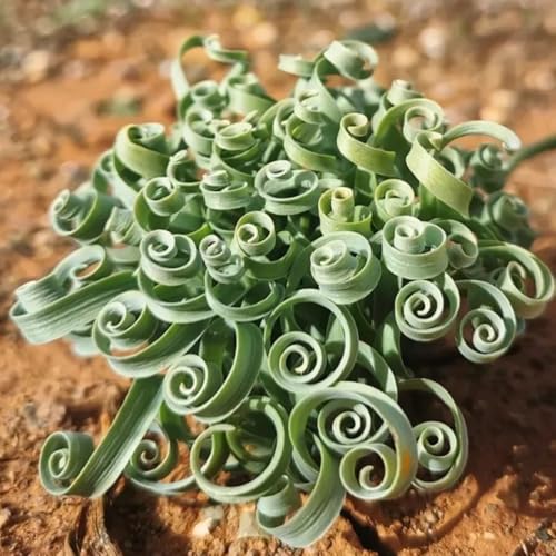 200 pcs Albuca Spiralis Samen hochbeete für garten, pflanzensamen Albuca namaquensis - fleischfressende pflanzen, deko wohnzimmer extrem winterharte kübelpflanzen, pflanzen garten