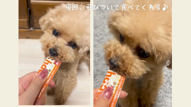 Amazon | 【獣医師監修】 犬 皮膚 かゆみ サプリ 【 乳酸菌H61配合 無