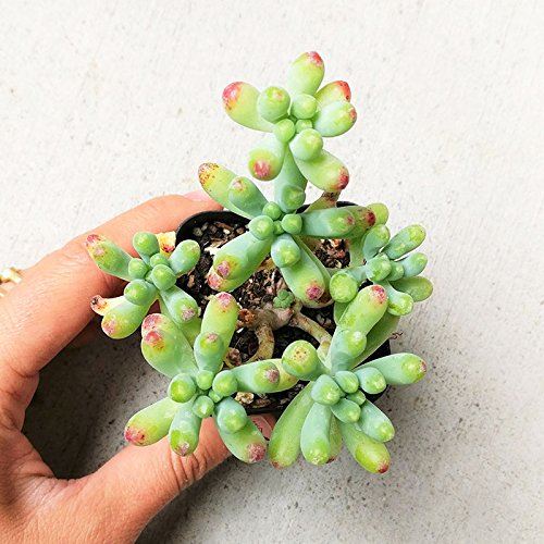 Sedum Pachyphyllum Succulent Jelly Bean Pork And Beans Plants (2 Inch) #TOP1
