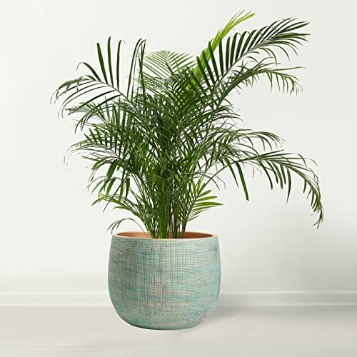 Olly & Rose Bali - Ceramic Green Gold Plant Pot - Large 25cm - Indoor & Outdoor Planters (Green & Gold Large)