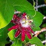 semi di passiflora resistenti - esterno selvatici interno decorative giardino aiuole rialzate 400pcs