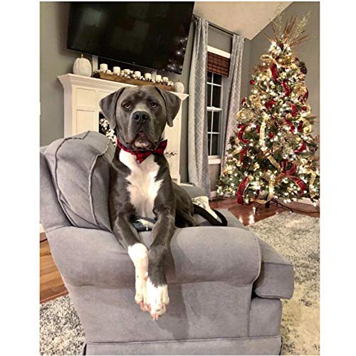 Unique style paws Collare per cani, papillon