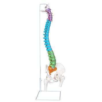 NLShan 34.6'' Full Size Human Spine Skeleton Model, Color Anatomical Spine Model with All Nerves, Arteries, Lumbar Column, Removable Femur, Realistic Vertebra Model for Teaching, Study and Display