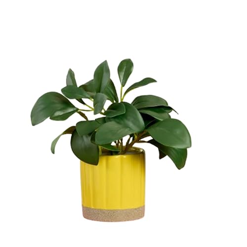 Artificial Peperomia Plant in Ribbed Ceramic Pot for Indoor Table