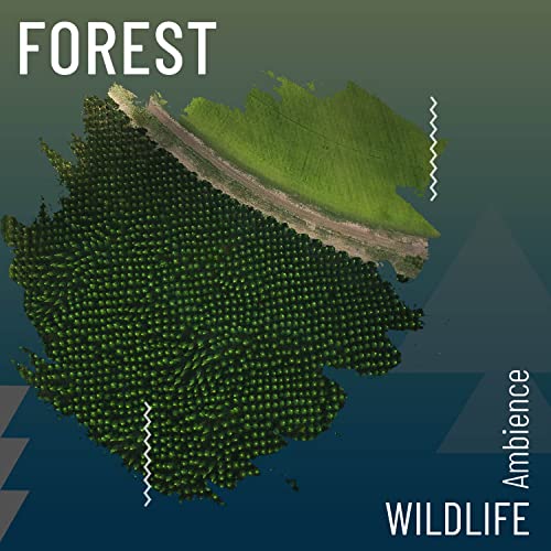 zZz Forest Wildlife Ambience zZz