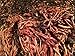 worms Georgia Red Wiggler (1 Pound)
