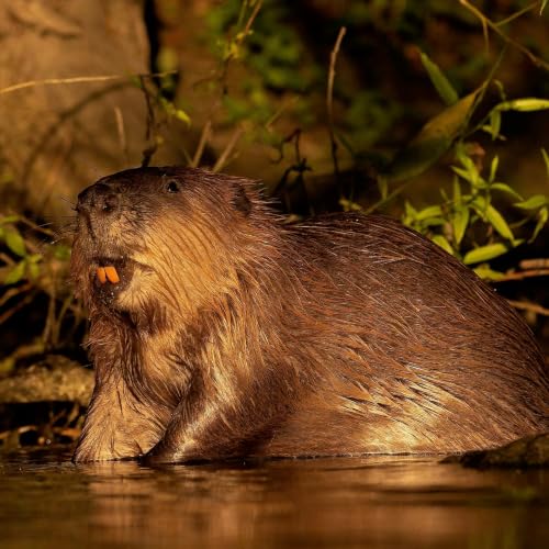 Hot Dam: Why beavers are Britain&rsquo;s new climate heroes