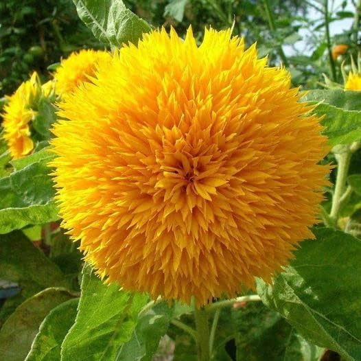 Miniatura 2 de 50 semillas de girasol enano de oso de peluche para plantar, jardín de reliquia sin OMG, instrucciones de plantación para un fácil crecimiento,