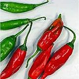Capsicum Baccatum USDA #585240 Hot Peppers Seeds