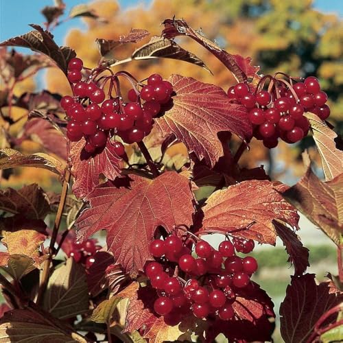 RedCrocus - RedCrocus American Cranberrybush Viburnum | Deciduous Shrub with Red Fall Foliage and Berries | Wildlife Attractant | Container Friendly | Hardy in Zones 3-7 3 Gallon