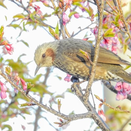 #13 鳥の鳴き声 水辺+森