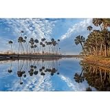ArtDirect Sable palms reflected on the Econlockhatchee River Unframed Art Print Giclee Poster by Jones, Adam - Ready for Framing with Customization Sizes 10x7, 14x9, 20x13, 36x24, 48x32, 60x40 Inches