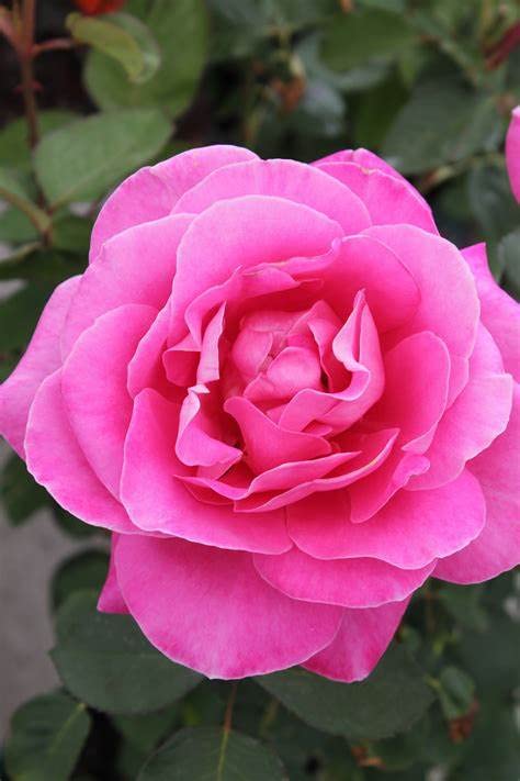 Urban Turtle Rose Flower Seeds F1 Hybrid Seeds for Home Gardening (Pink) (B09SM312KB) Amazon Price History, Amazon Price Tracker