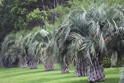 Pindo Palm, Jelly Palm, Cocos Australis, Butia capitata, Tropical Plant, Live Plant, Outdoor Tree, Exotic Plant, Low Maintenance Garden Plant (6in Pot, 20-24in)