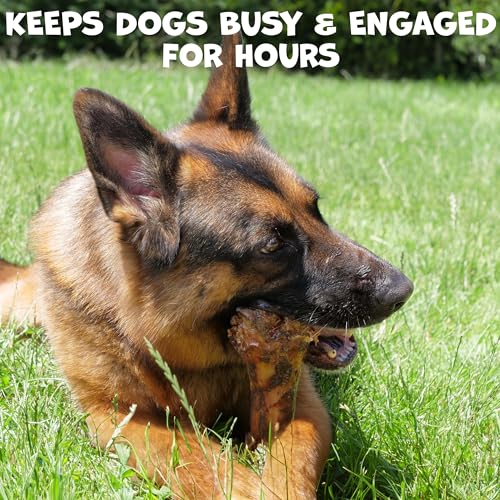 Pack Approved Beef Shin Bones for Dogs - Liver Coated Long Lasting Dog Chews for Aggressive Chewers - Rawhide-Free Big Bones for Large Dogs - Healthy Large Dog Bone (1 Pack) #2