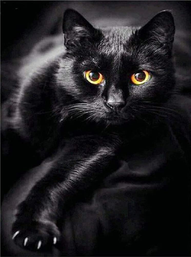 Pracht Creatives Hobby Diamond Painting Set, Picture with Black Cat Motif and Accessories, Size Approx. 35 x 25 cm, Craft Set for Painting with Rhinestones for Children from 5 Years