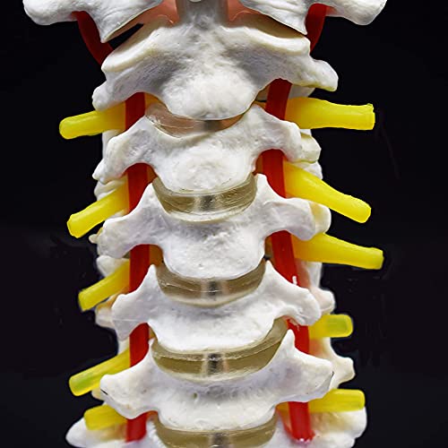 Modelo de vértebra cervical humana: anatomía detallada para el estudio 3
