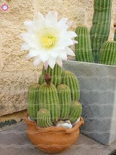 . 20PCS Succulente giganti Pianta da Fiori di Cactus Bonsai pianta RARA Flower Garden Pianta in Vaso Famiglia Anti-radiazioni: 7: Only Seeds