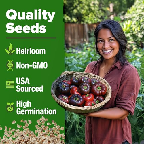 Image of HOME GROWN Cherokee Purple Tomato Seeds 212+ Heirloom Non-GMO Seeds for Planting, High Germination, Indeterminate Beefsteak, Rich Smoky Flavor, Slicing Tomato for Garden (Solanum lycopersicum)