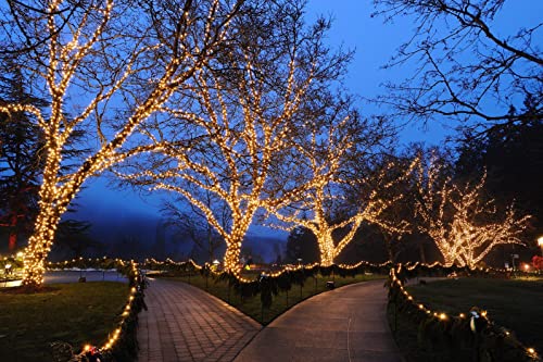 Novelty Lights 70 Light C6 Led Christmas Mini Light Set, Commercial Grade Outdoor String Lights, Warm White, Green Wire, 24 Feet #TOP7