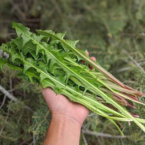 Dandelion Seed Packet Collection - 400 Dandelion Seeds 300 Chicory Wild Flower Seeds And 250 Dandelion Greens Seeds For Planting #TOP3