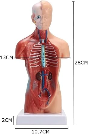 Detachable 3D Human Torso Anatomy Model for Educational Display