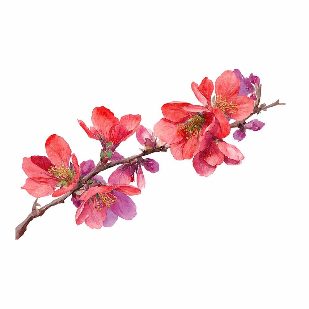 ZAMAEIU Landscape Wall Art Quinces Branches Modern Canvas Print On Artwork, Suitable for living room, bedroom, for Kids Room Decoretc.(red)-20x30cm Unframed