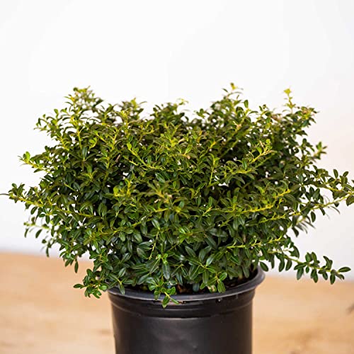 Soft Touch Holly (2.5 Quart) Finely Textured Compact Evergreen Shrub - Full Sun Live Outdoor Plant - Ilex Crenata #TOP5