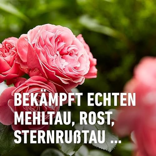 Compo Duaxo Rosen Pilz-frei AF, Bekämpfung von Pilzkrankheiten an Rosen, Zierpflanzen und Kräutern, Anwendungsfertige Handsprühflasche, 750 ml