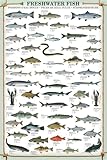 AllPosters Wall Poster Fresh Water Fish Educational Poster, 24x36