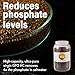GFO HC - High Capacity Bayoxide E33HC Phosphate Remover - for Fish Tanks, Aquariums & Ponds, 700g (32oz Jar, 1.54lb), by Kolar Labs
