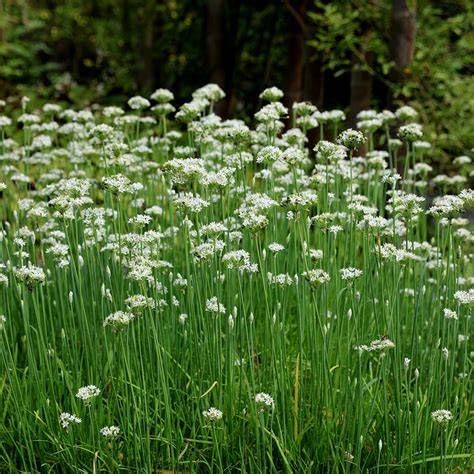 Allium tuberosum Garlic Chives – Edible Herb with White Flowers & Mild Garlic Flavour by Park Farm Plants (Seed)