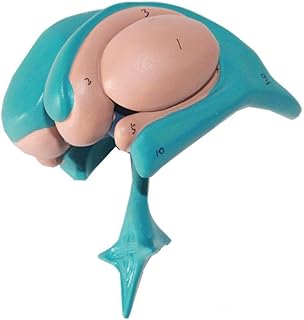 Anatomical Brain Model - Basal Nucleus Thalamus Caudate Medical Anatomy Model with Digital Sign - PVC Material Scientific Anatomical Human Brain Model