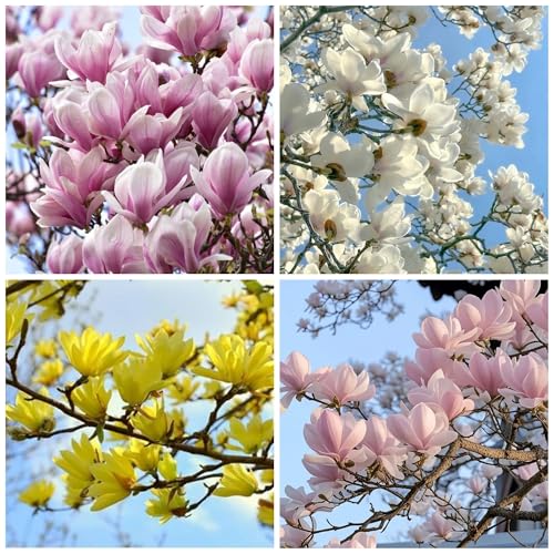 20+ Magnolia Flower Seeds Fragrant Tree Perennial Ornamental Plant Shrub