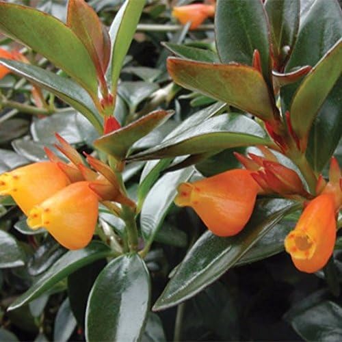Mimosa Nursery - Goldfish Plant(Nematanthus Hybrid) - 2 Pots - 4 to 6 Plants in Each Pot - Ship in Two 3" Pots