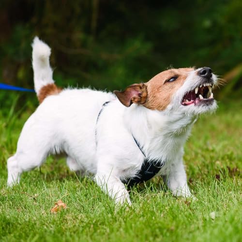 How Hormones Affect Your Dog's Behaviour and Holistic Tips To Help Manage This Podcast Por  arte de portada