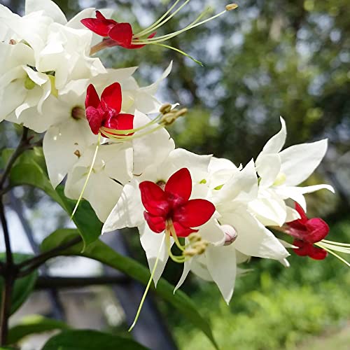 Bleeding Heart Vine Seeds Glory Bower, Clerodendrum Thomsoniae Perennial Tender Fast-Growing Tropical Climbing Vine Evergreen Outdoor Border Bed Garden 20Pcs By Yegaol Garden #TOP2